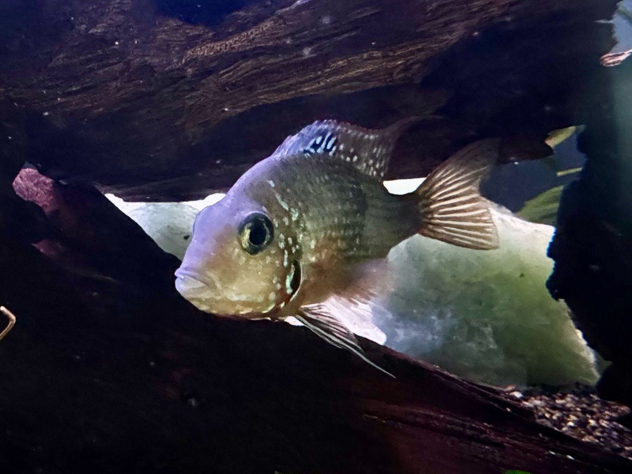 THORICHTHYS ELLIOTI koppel