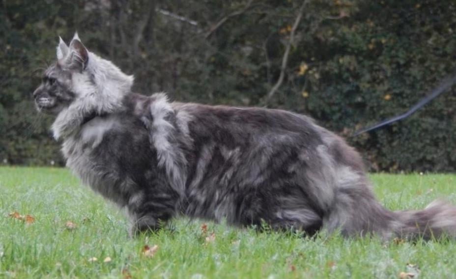 Maine coon dekker niet te koop !