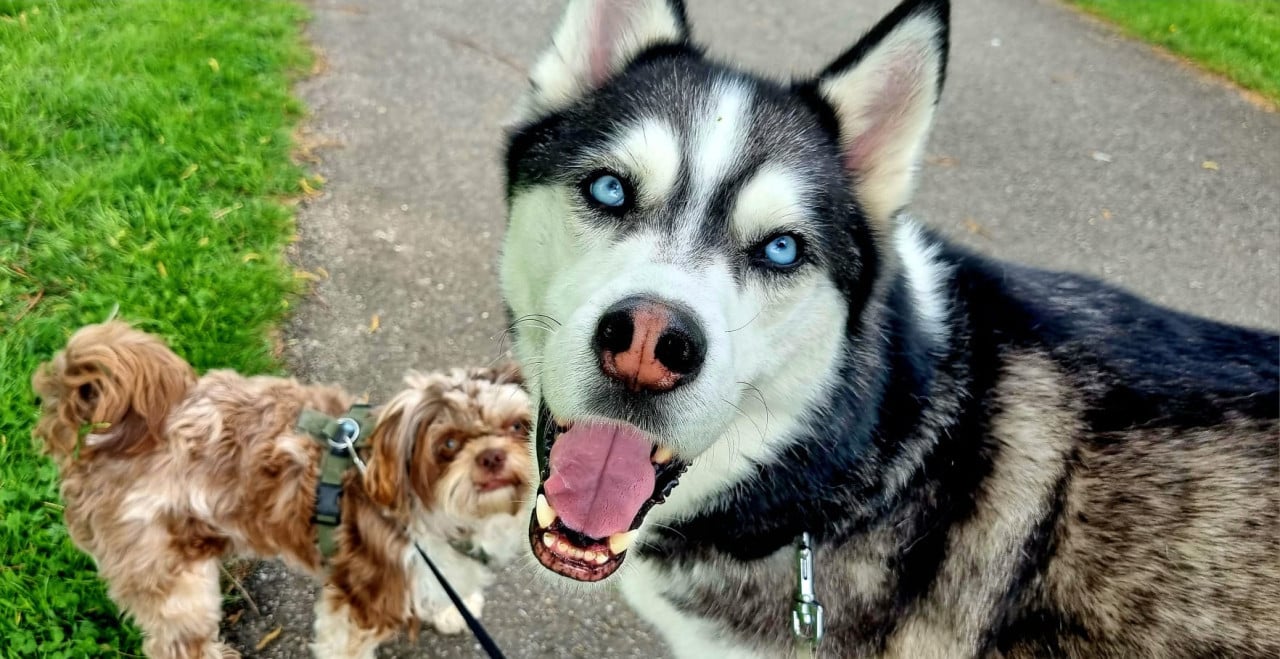 Oppas voor 2 lieve honden gevraagd