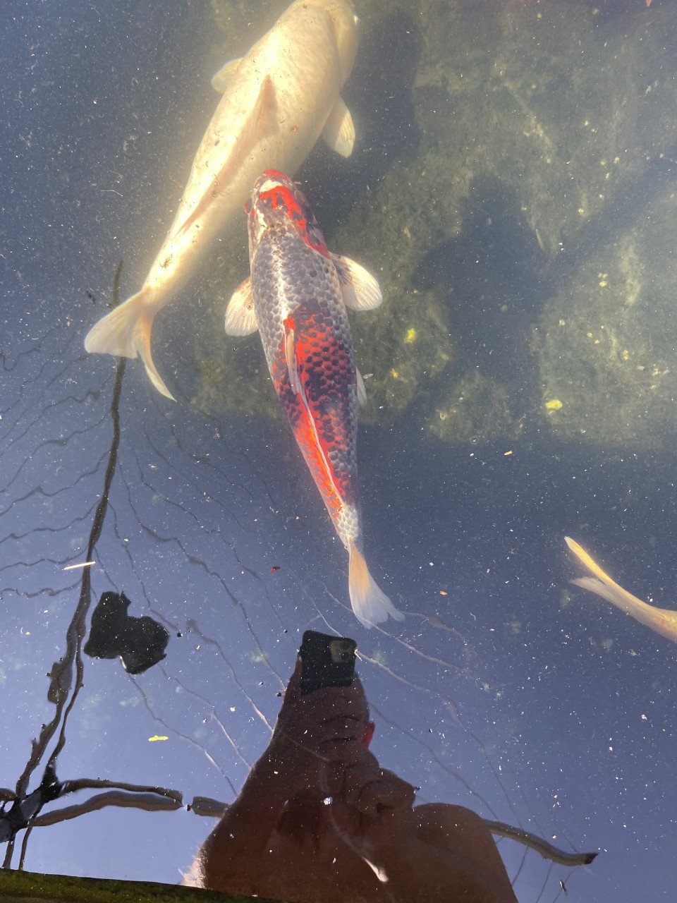 5 Koi karpers te koop ongv 50-70cm