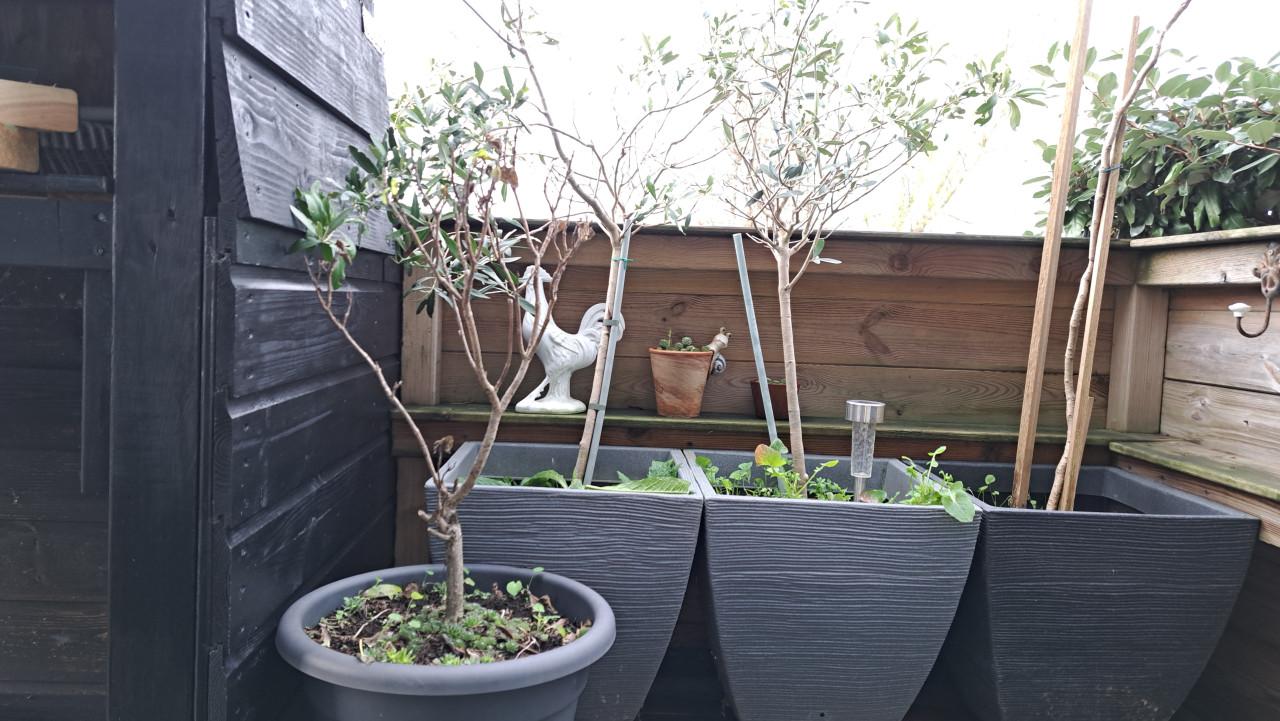 Plantenbakken incl. diverse planten