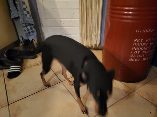 Hond
