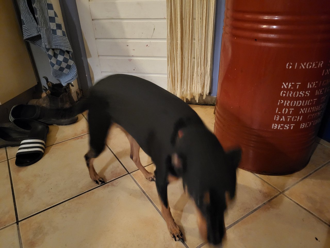 Hond