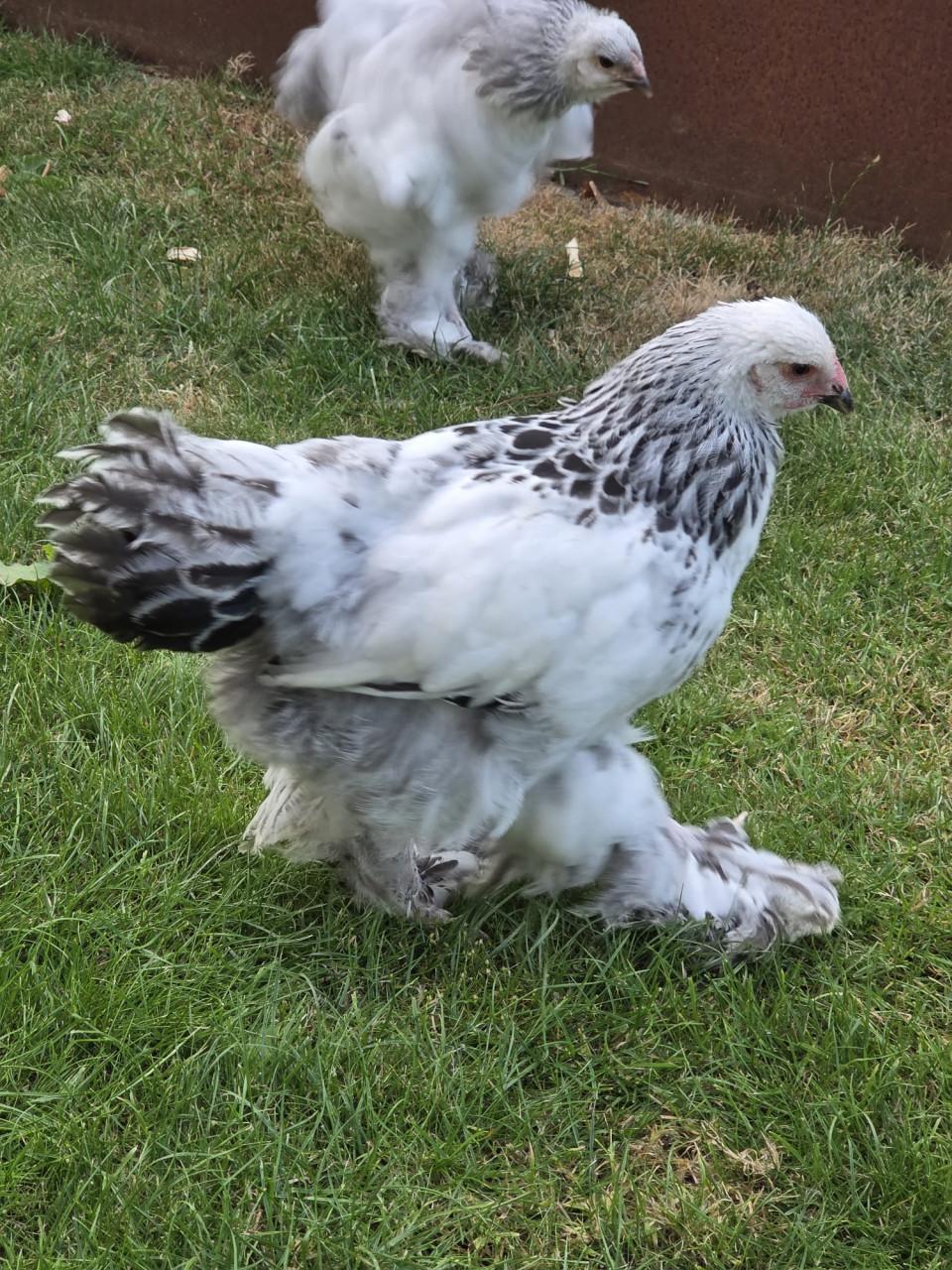 Jonge Brahma hen - wit/zwart Colombia