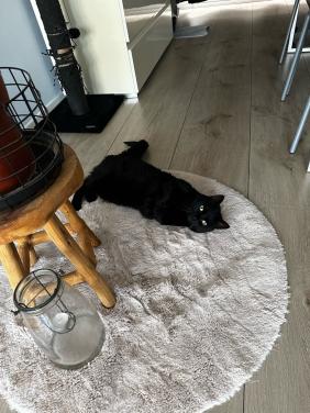 Lieve poes Fancy zoekt een rustig en liefdevol huisje