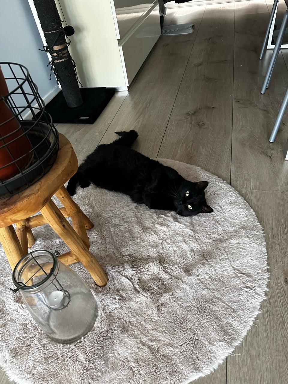 Lieve poes Fancy zoekt een rustig en liefdevol huisje