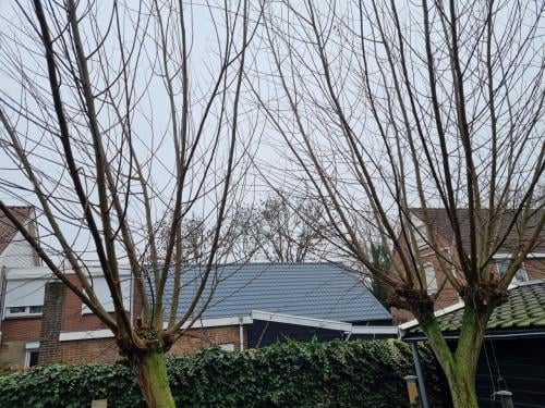 Wilgentakken gratis af te halen