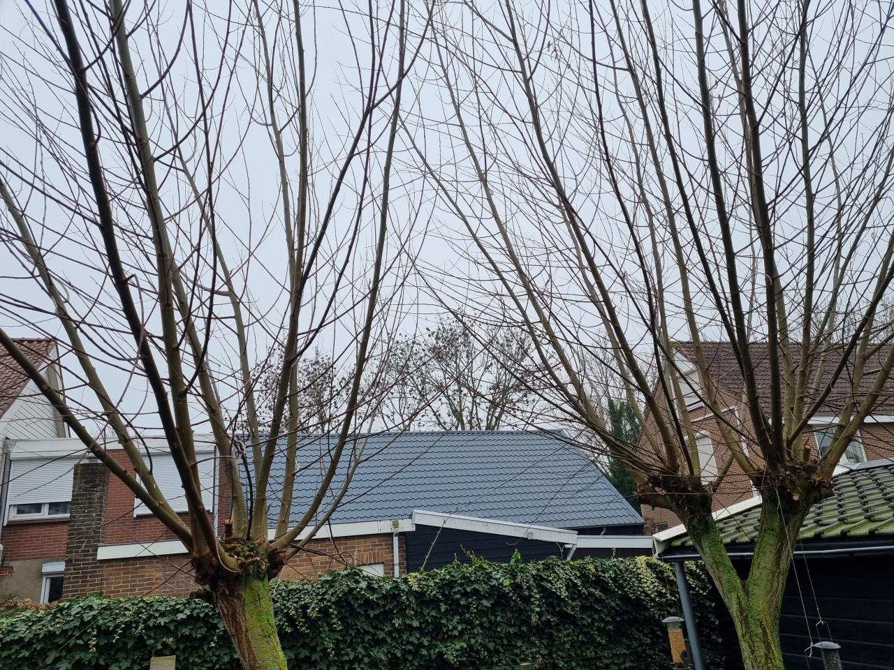 Wilgentakken gratis af te halen