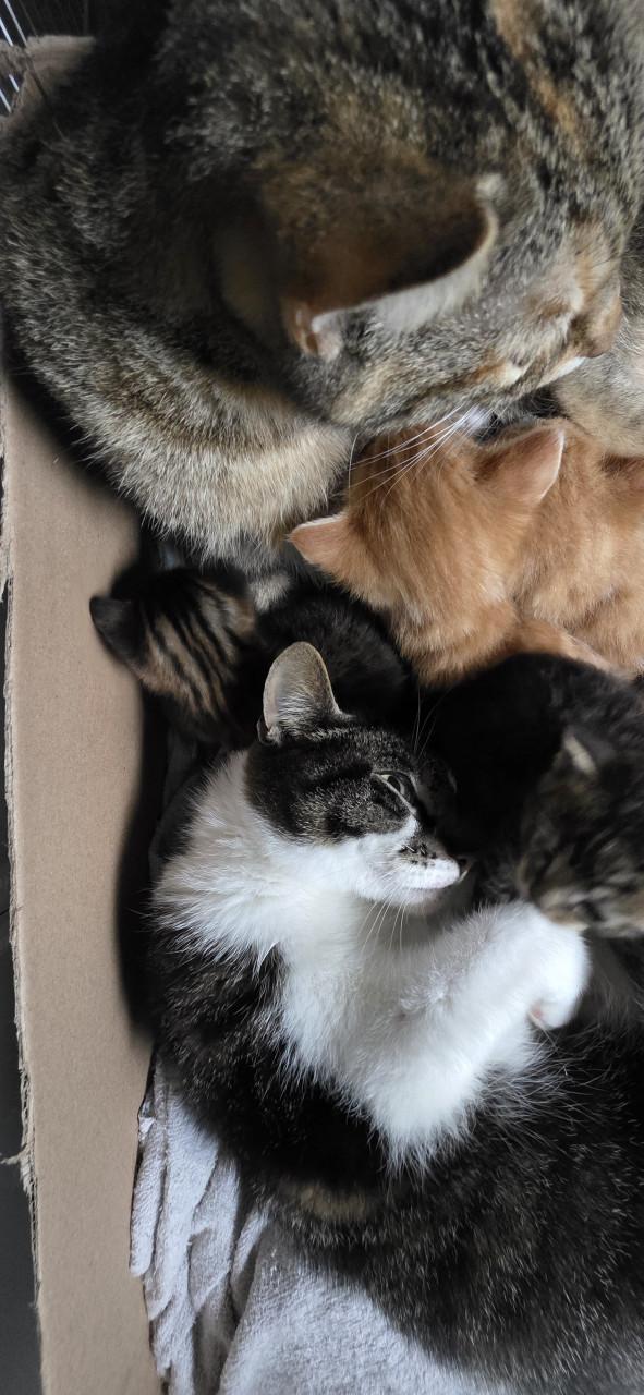 Nog 5 Supper schattige kittens