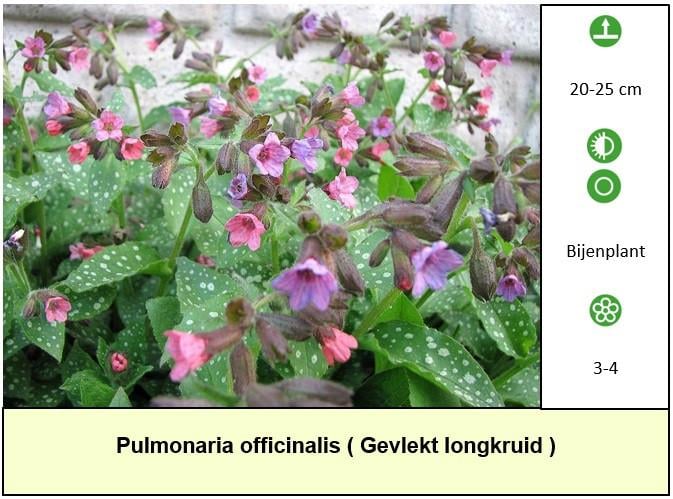 Het plantenkraampje: veel keuze aanvaste planten voor slechts €1,25 p/st.