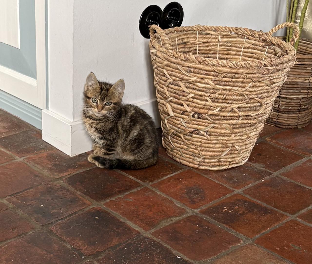 Schattig kitten