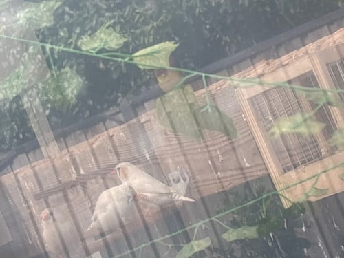 Vogels