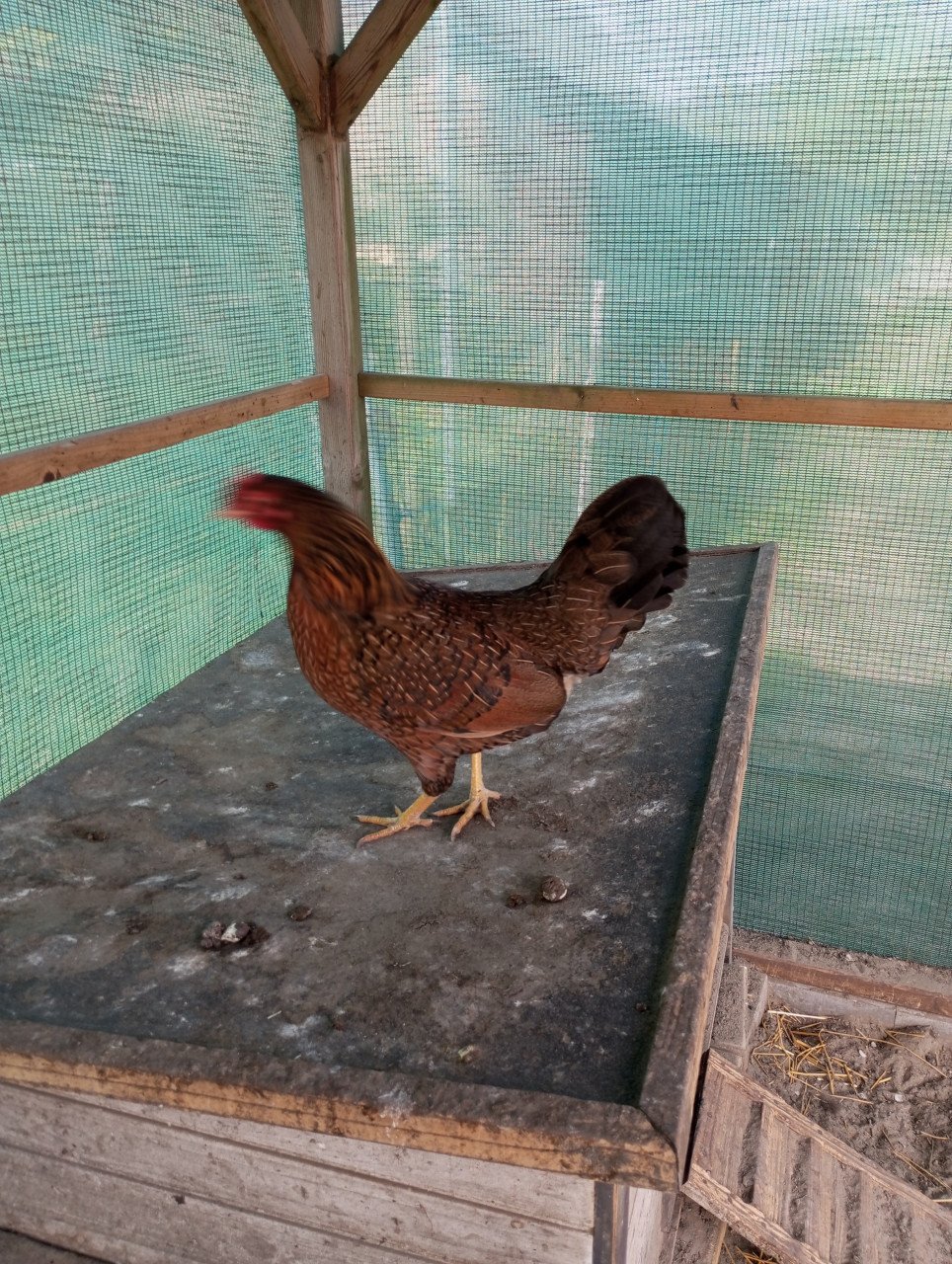 Kippen, Auracana en Marans