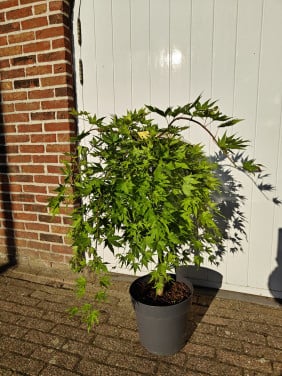 Japanse esdoorn Cascade Gold