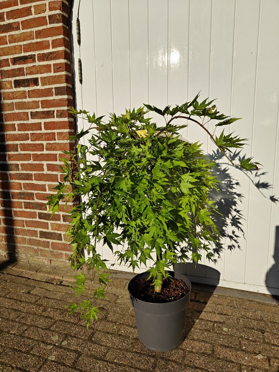 Japanse esdoorn Cascade Gold