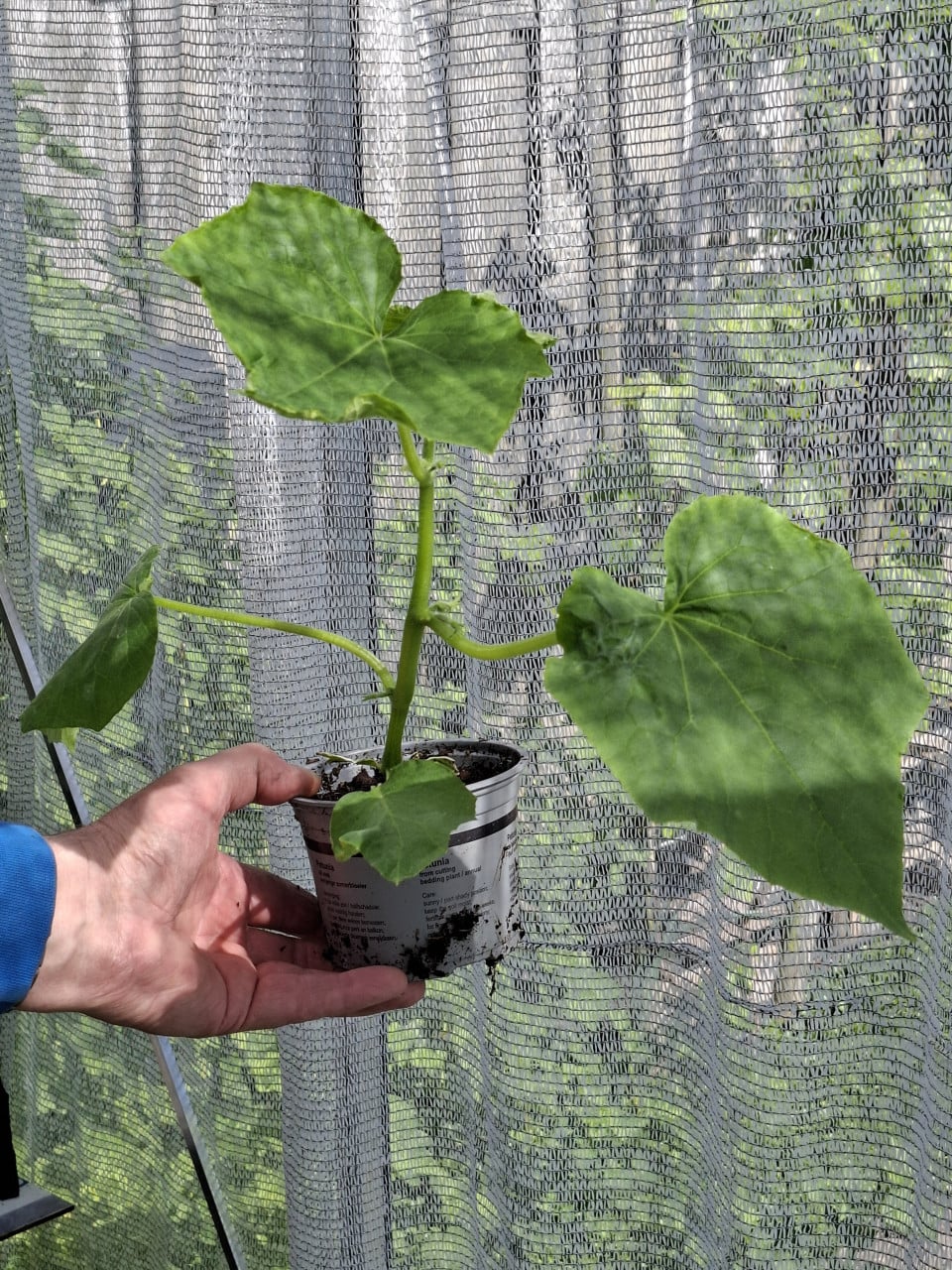 Tomatenplantjes en komkommerplantjes
