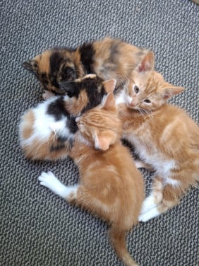 4 kittens
