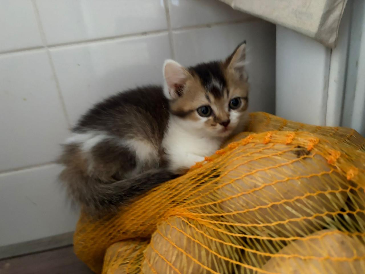 Britse korthaar kittens