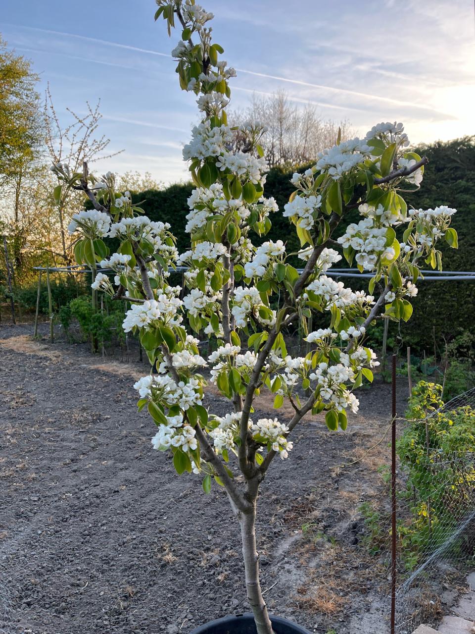 Perenbomen in pot conference