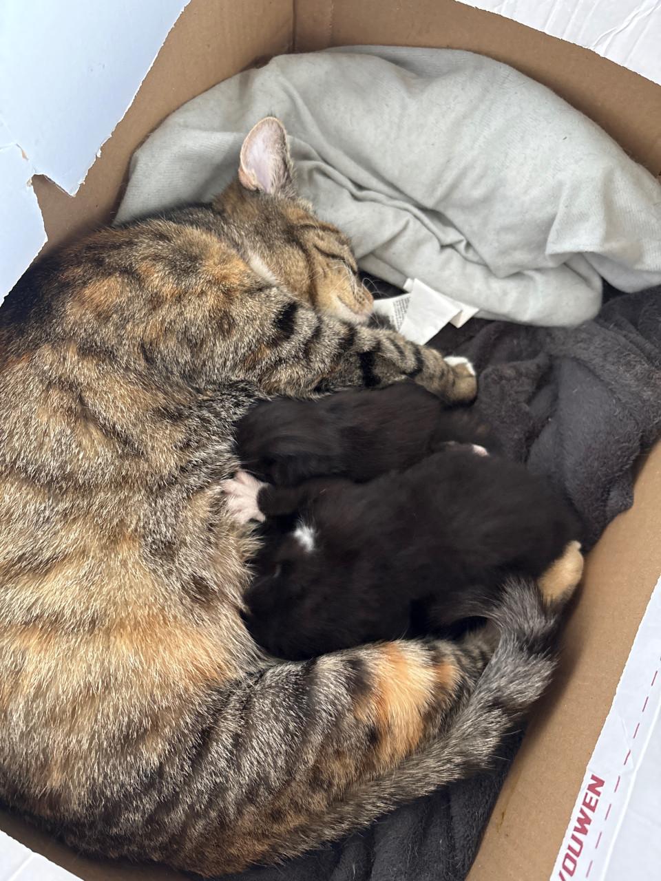 Nog 2 kittens te koop