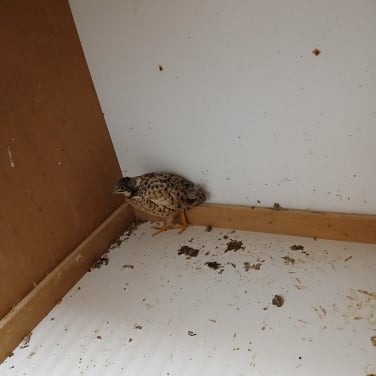 Chinese dwergkwartel hen