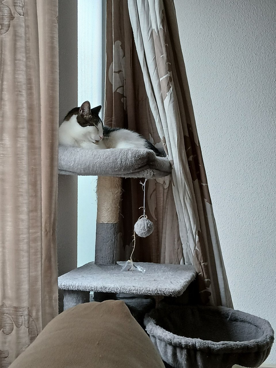 2 katten gecastreerd , gechipped , gevaccineerd , ontwormd