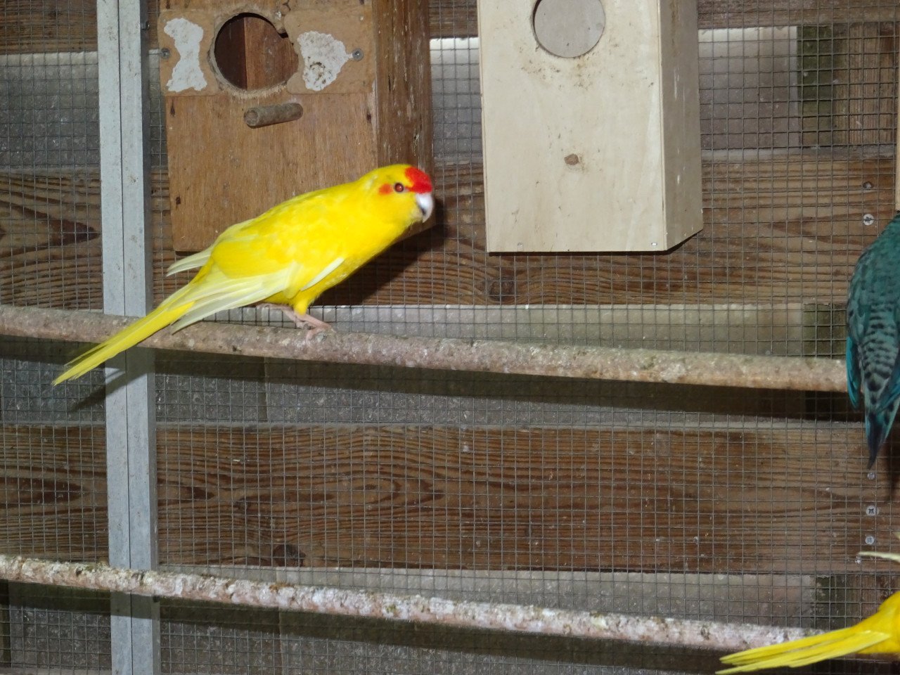 TE KOOP KOPPEL CATHARINA PARKIETEN BROEDRIJP