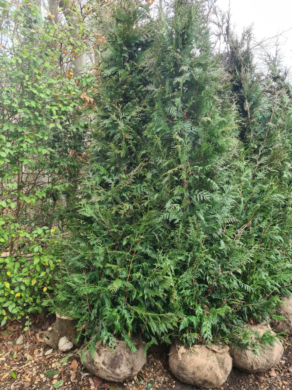 Thuja Plicata Excelsa coniferen in alle maten