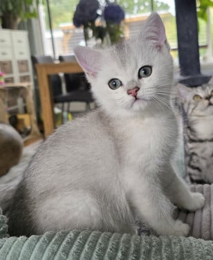 Brits korthaar kitten (kater)