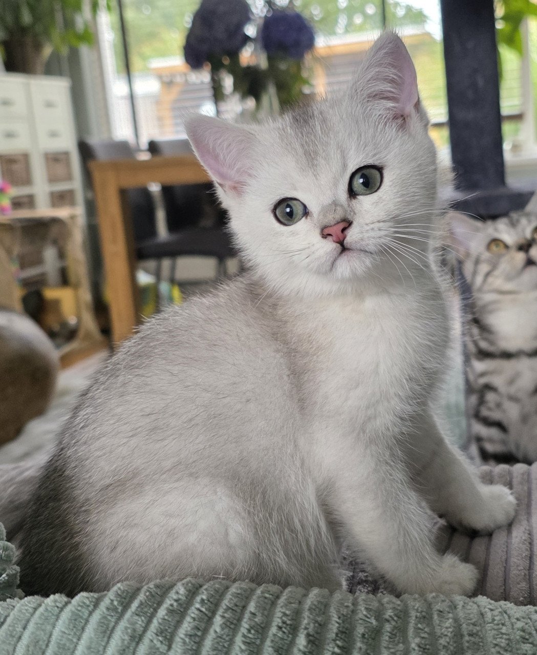 Brits korthaar kitten (kater)