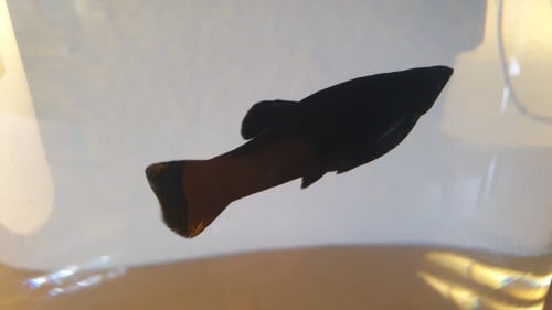 Gratis black molly aquariumvis