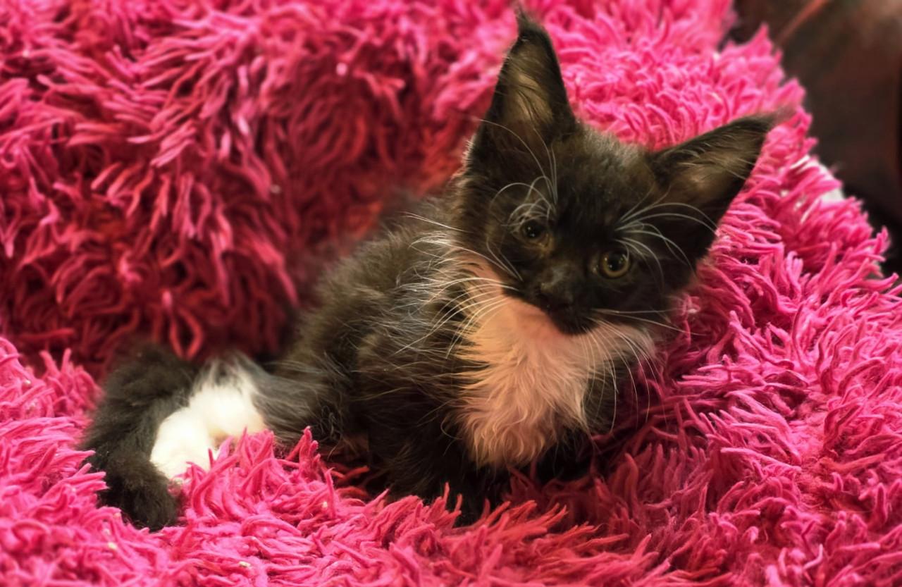Prachtige Maine Coon kittens!
