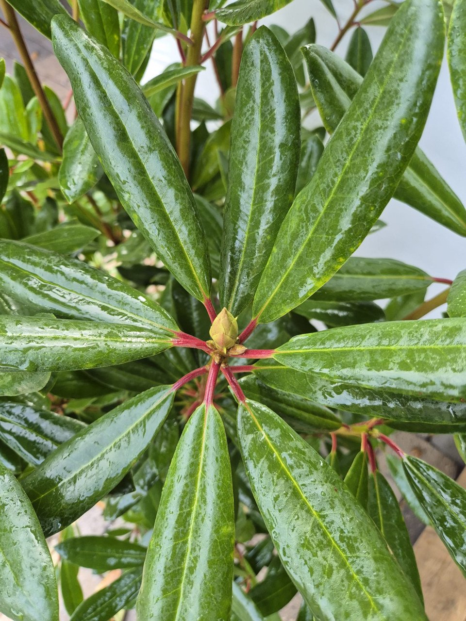 Forse Rhodondendron Ponticum struiken ca. 120 cm