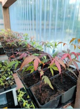 Verschillende Japanse esdoorn bomen, zaailingen, Acer palmatum