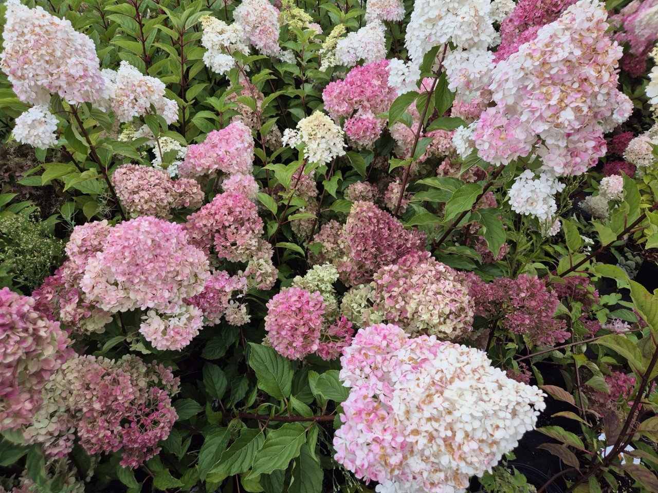 Pluimhortensia Fraise Melba