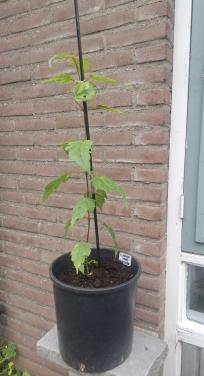 Bijzondere Slangenhuid Esdoorn