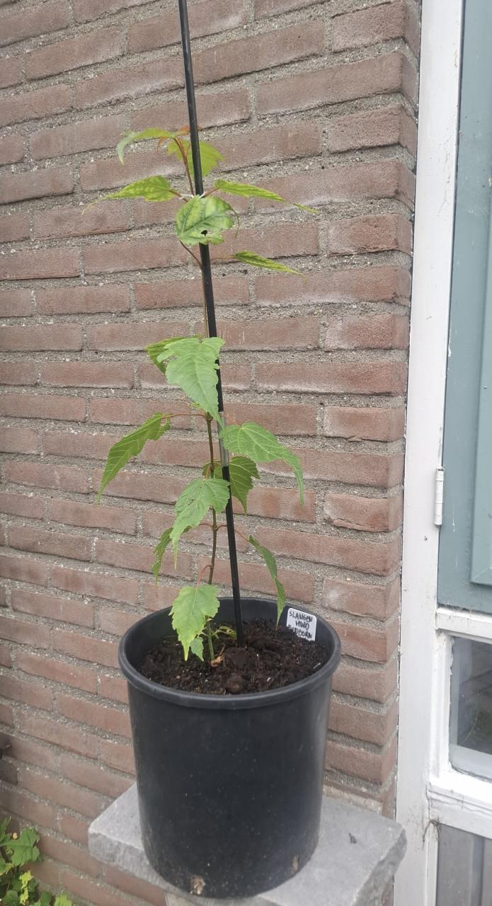 Bijzondere Slangenhuid Esdoorn