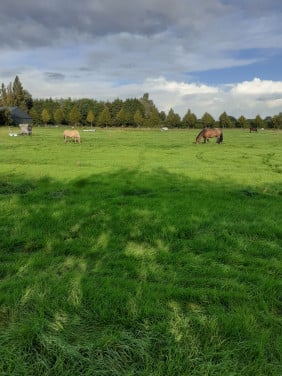 Paarden stalling