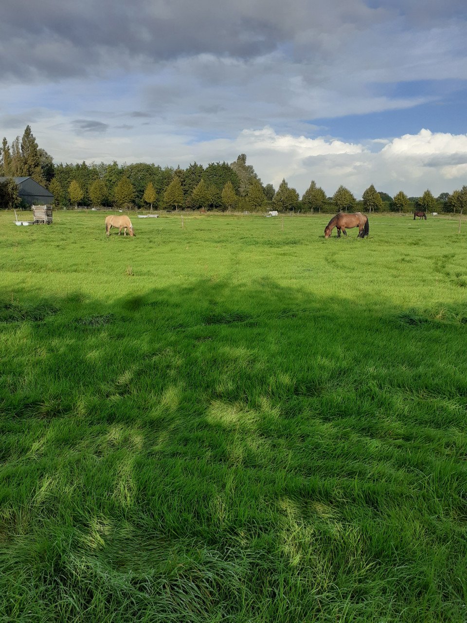 Plaats voor shetlander