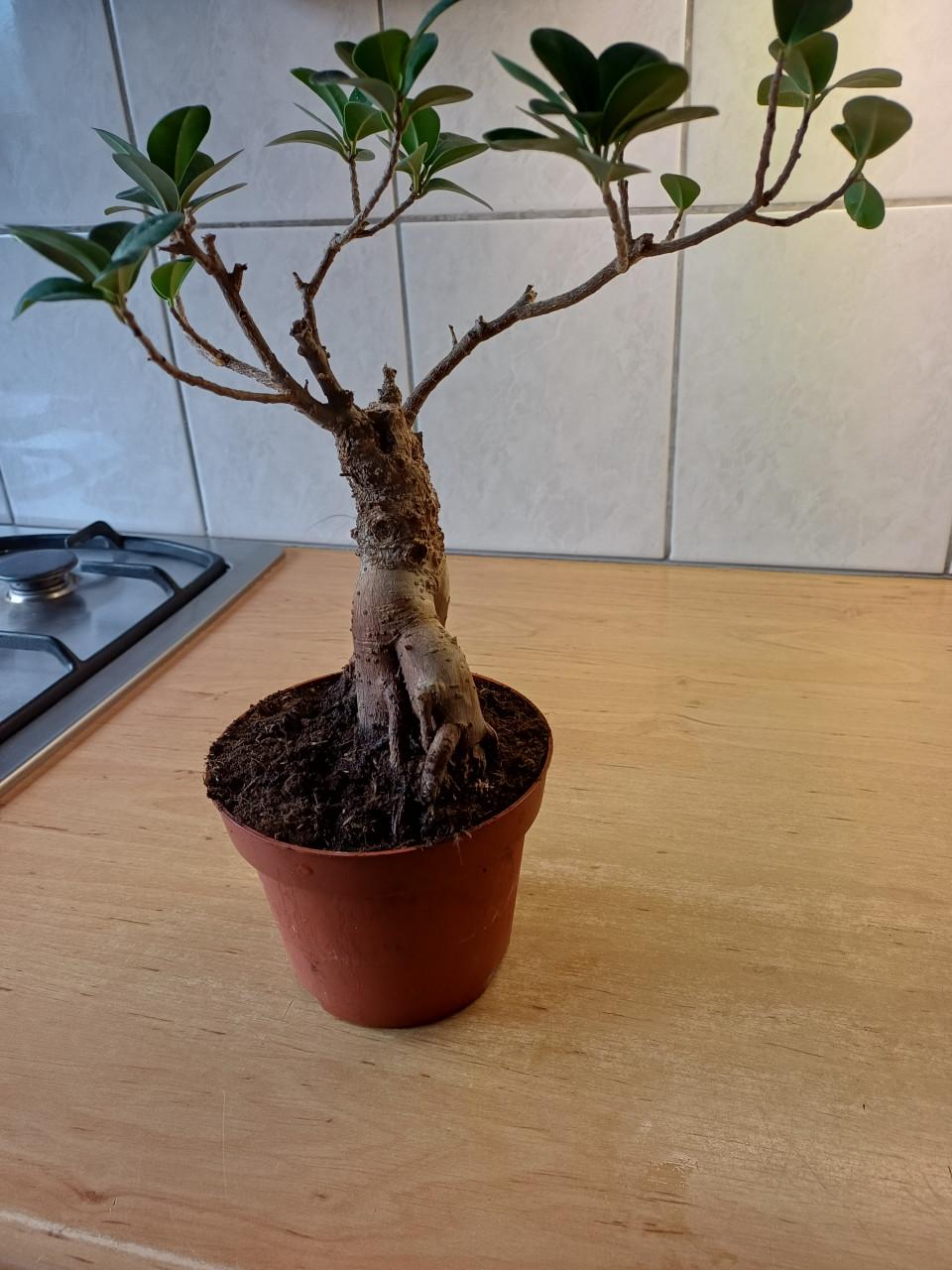 Bonsai boompje