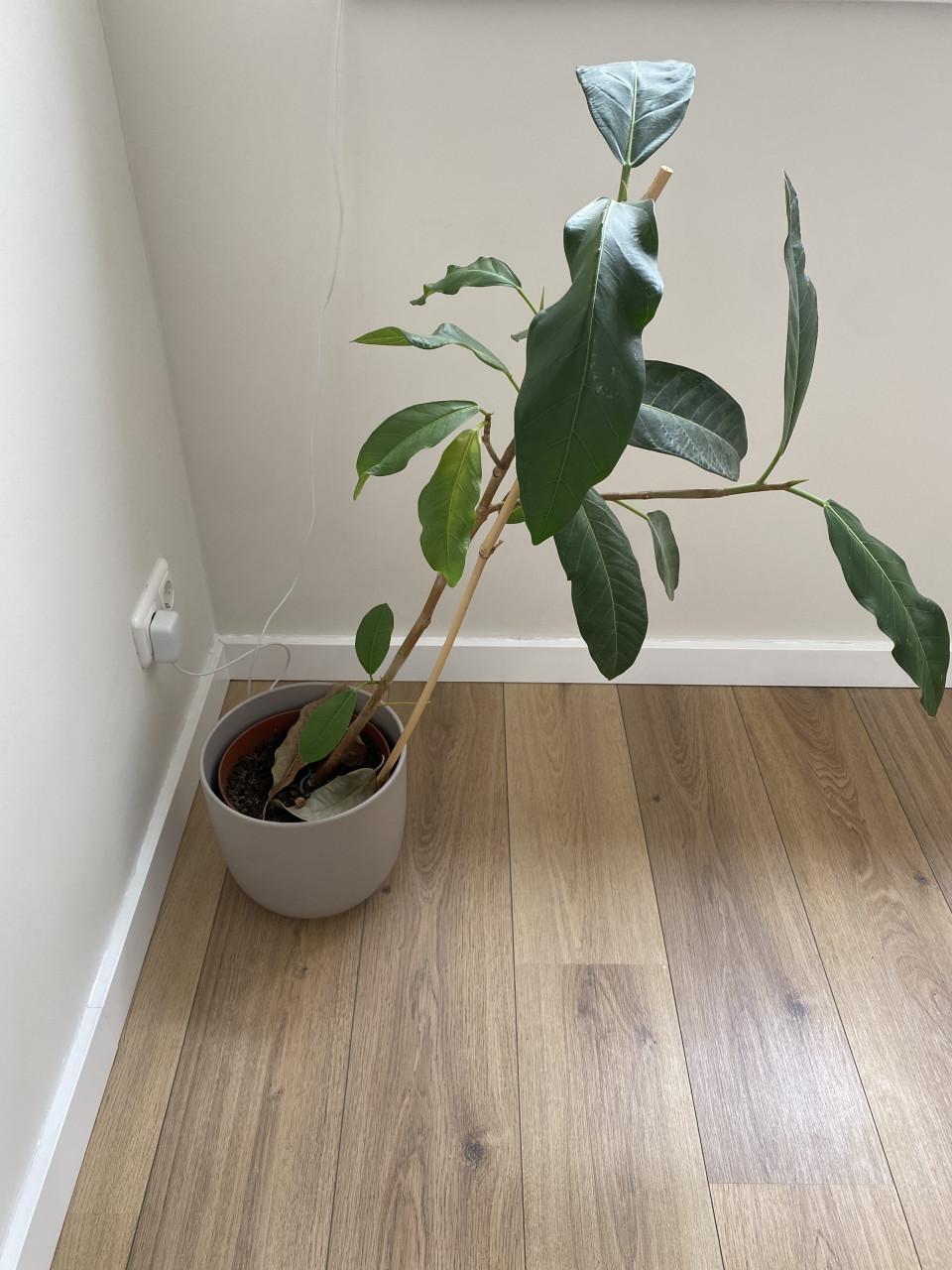 Kamerplanten
