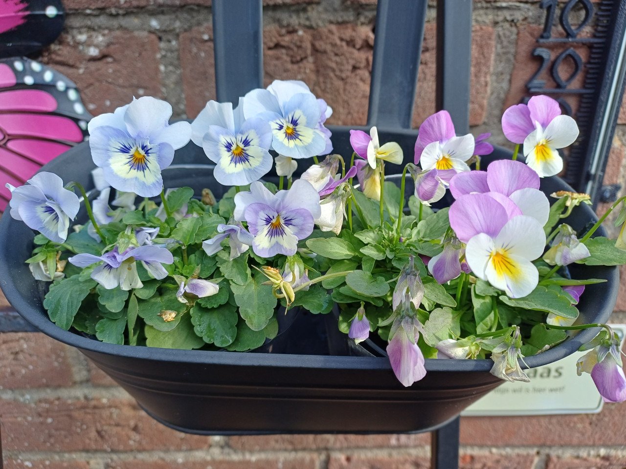 Kleine TUIN? Zwart, metalen REK met 3 bloembakken met VIOLEN
