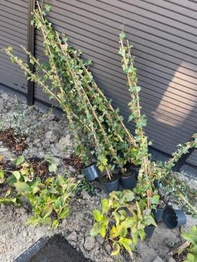 10 stuks hedera struiken 1.5m hoogte