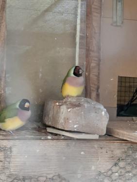 Gouldamadines split voor blauw