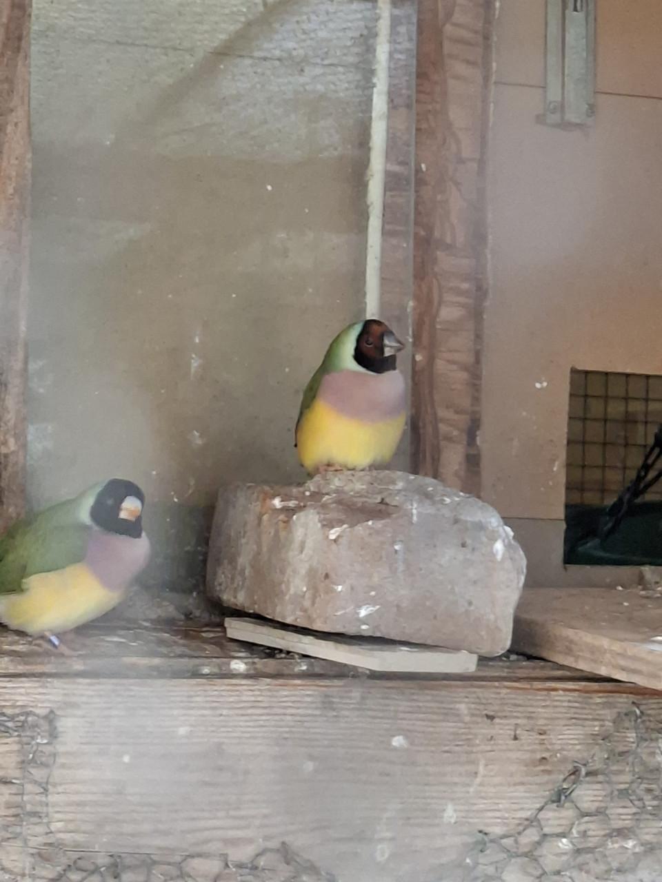 Gouldamadines split voor blauw
