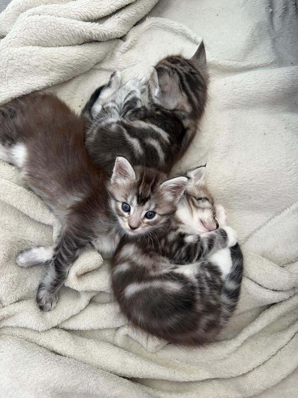 Nog 2 kittens halve maine coon