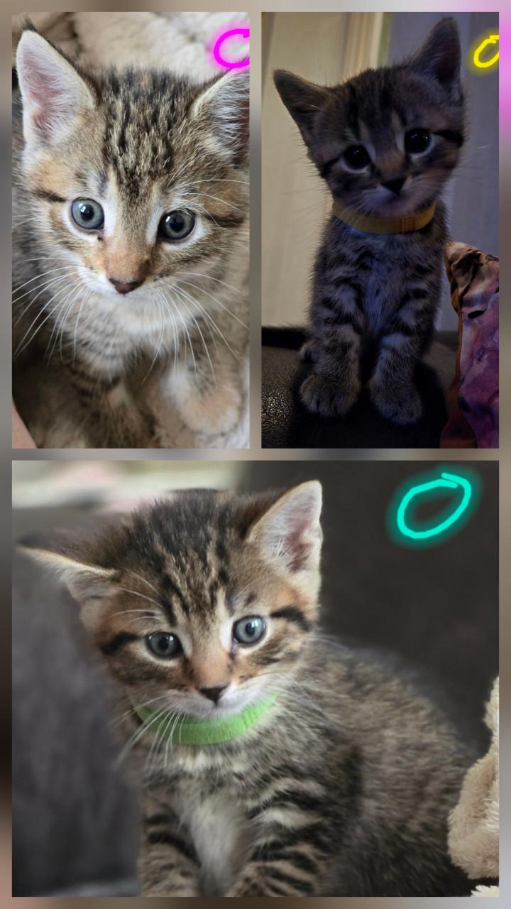 Gebroeders Knuffel en Truffel op zoek naar een nieuwe hoekbank