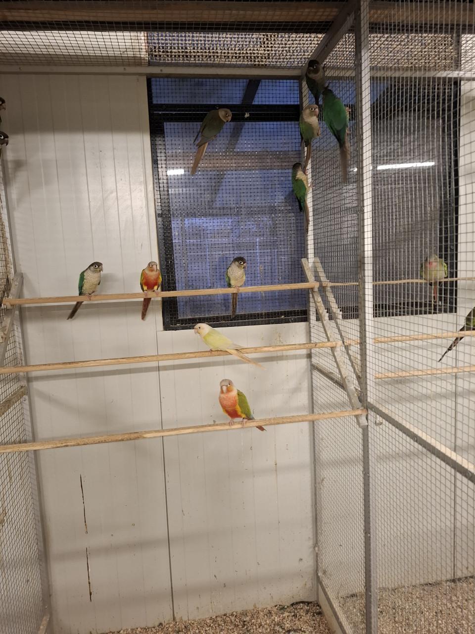 Pyrhurra's diverse kleuren