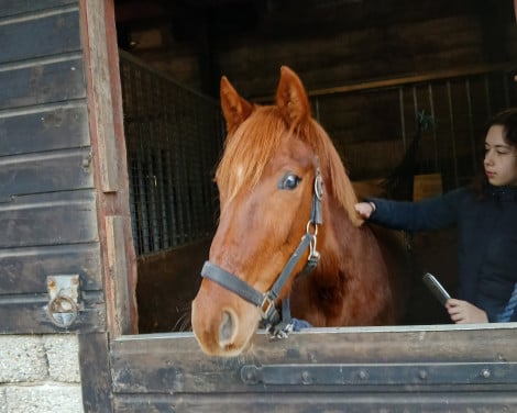 Geocht verorgster voor half arabier van ruim 3 jaar mens vriendelijk paard.