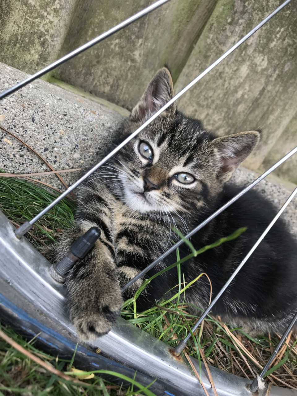 Kitten/kittens zoeken gouden mandje (Gereserveerd)
